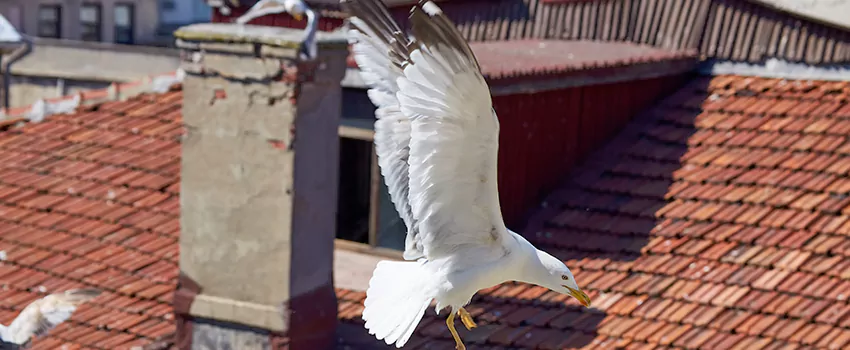 Residential Chimney Animal Removal Solution in Sterling Heights, MI